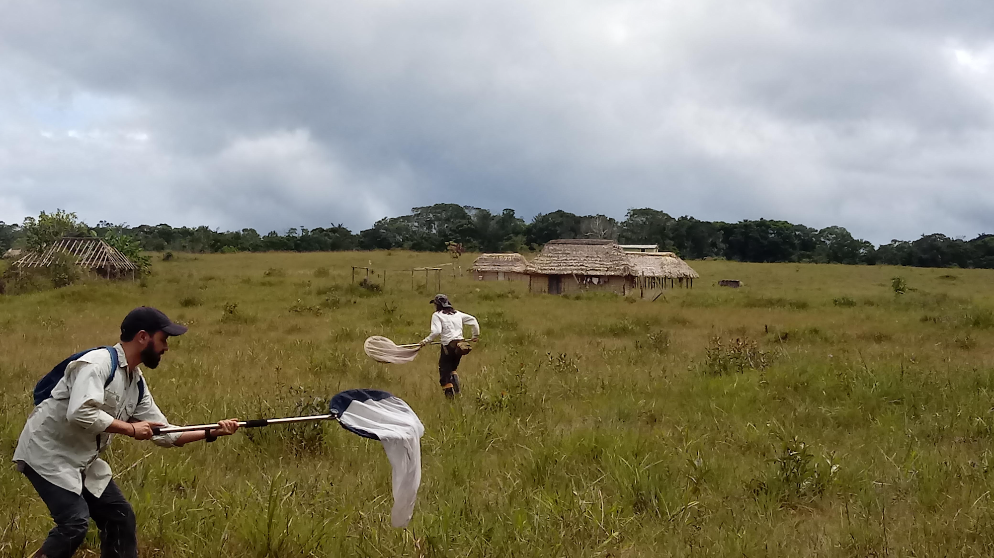No “Mundo Perdido”: pesquisas revelam a origem e a diversidade de borboletas nos tepuis