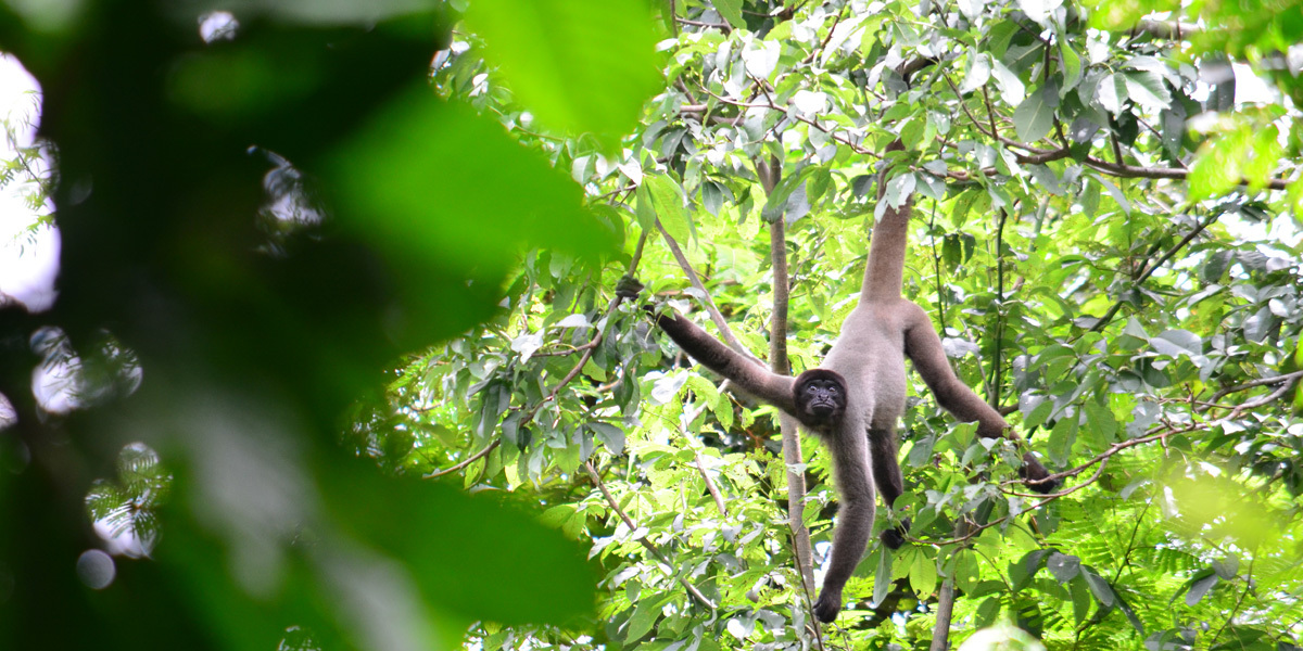 Espécie de macaco da Amazônia pode perder até 59% de habitat nos próximos 40 anos, aponta estudo
