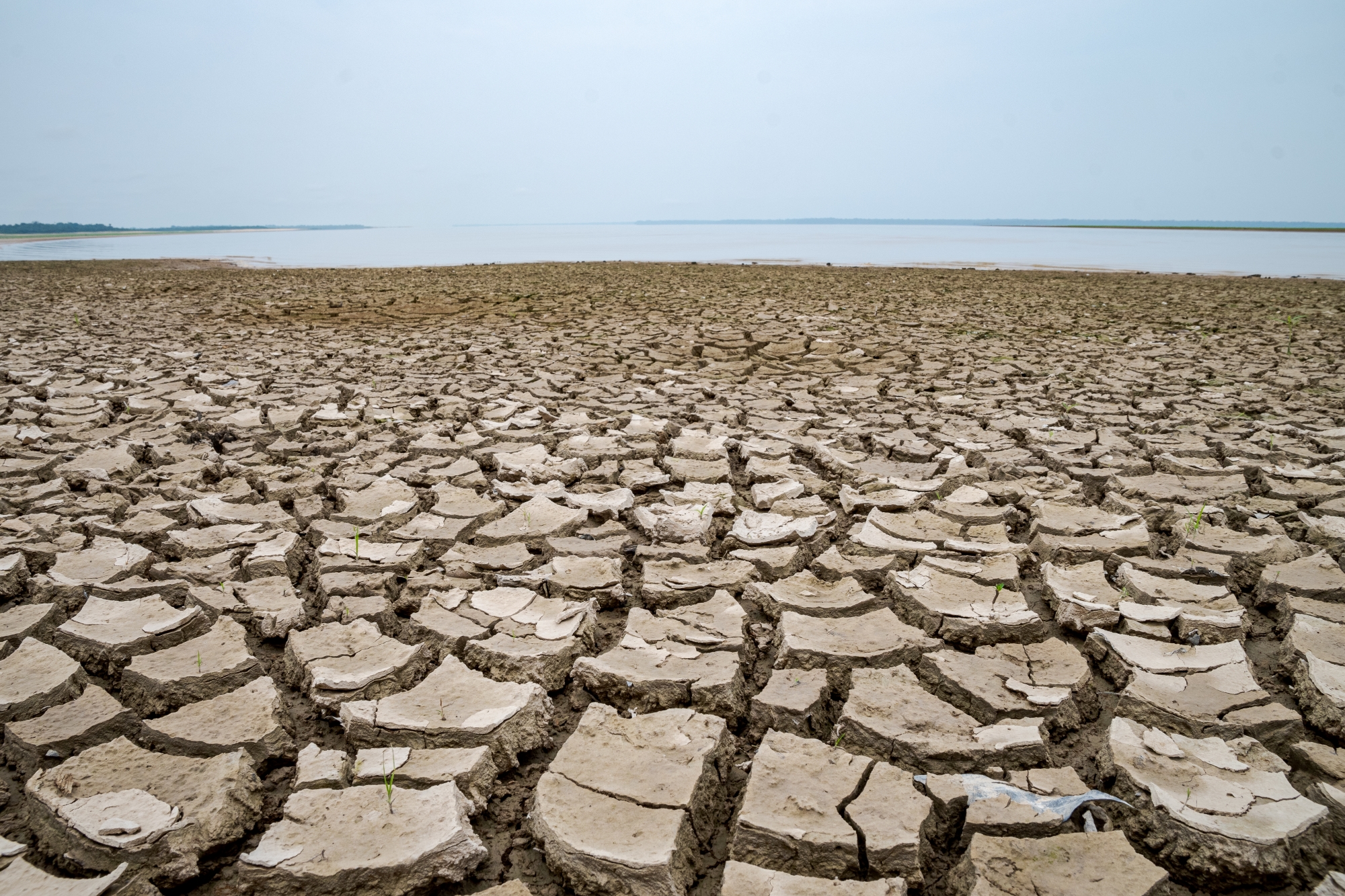 ALERTA DE ESTIAGEM SEVERA E AQUECIMENTO DA ÁGUA NO MÉDIO SOLIMÕES – ANO 2024 – INSTITUTO MAMIRAUÁ