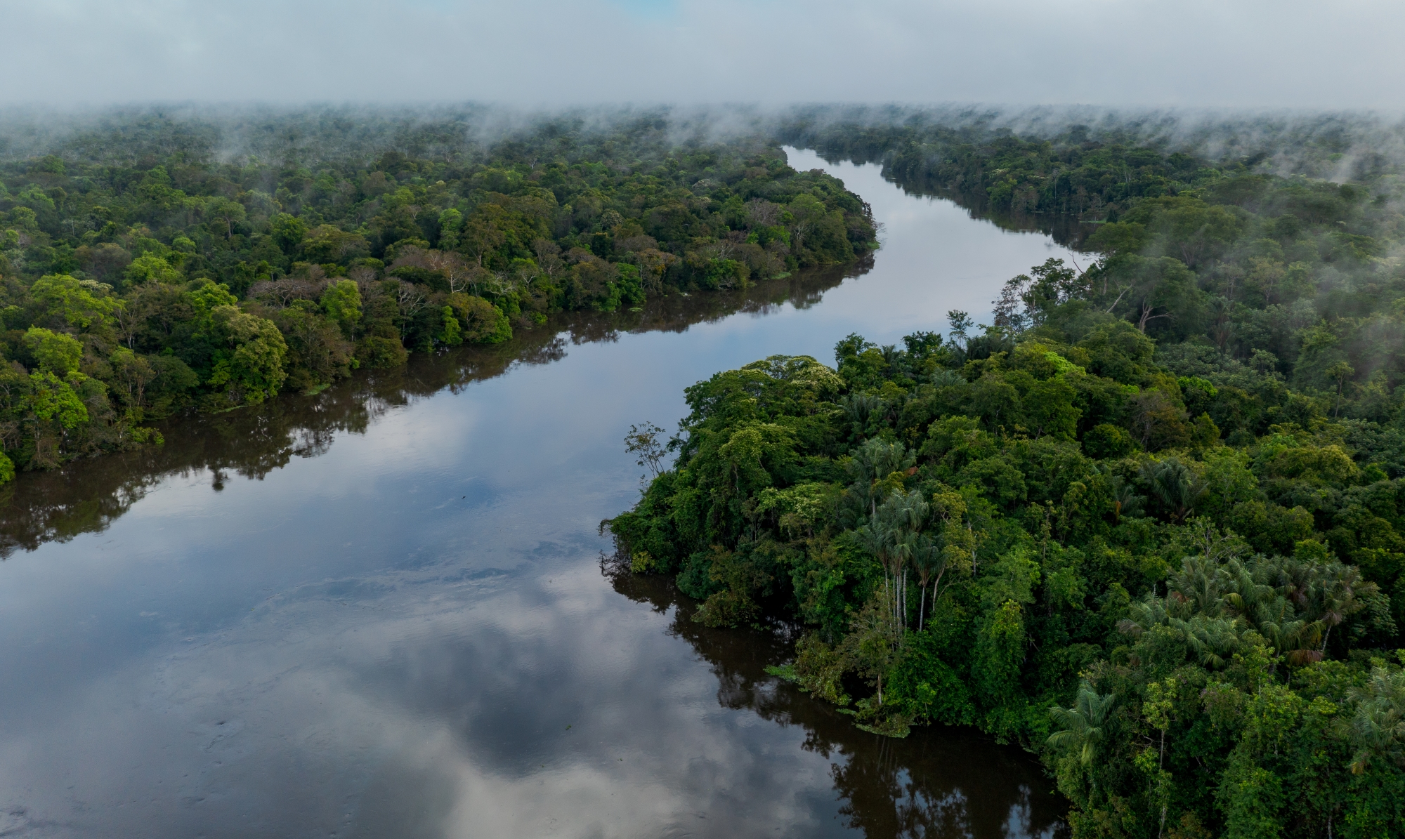 Rede Bioamazonia na COP30 Rede Bioamazonia na COP30
