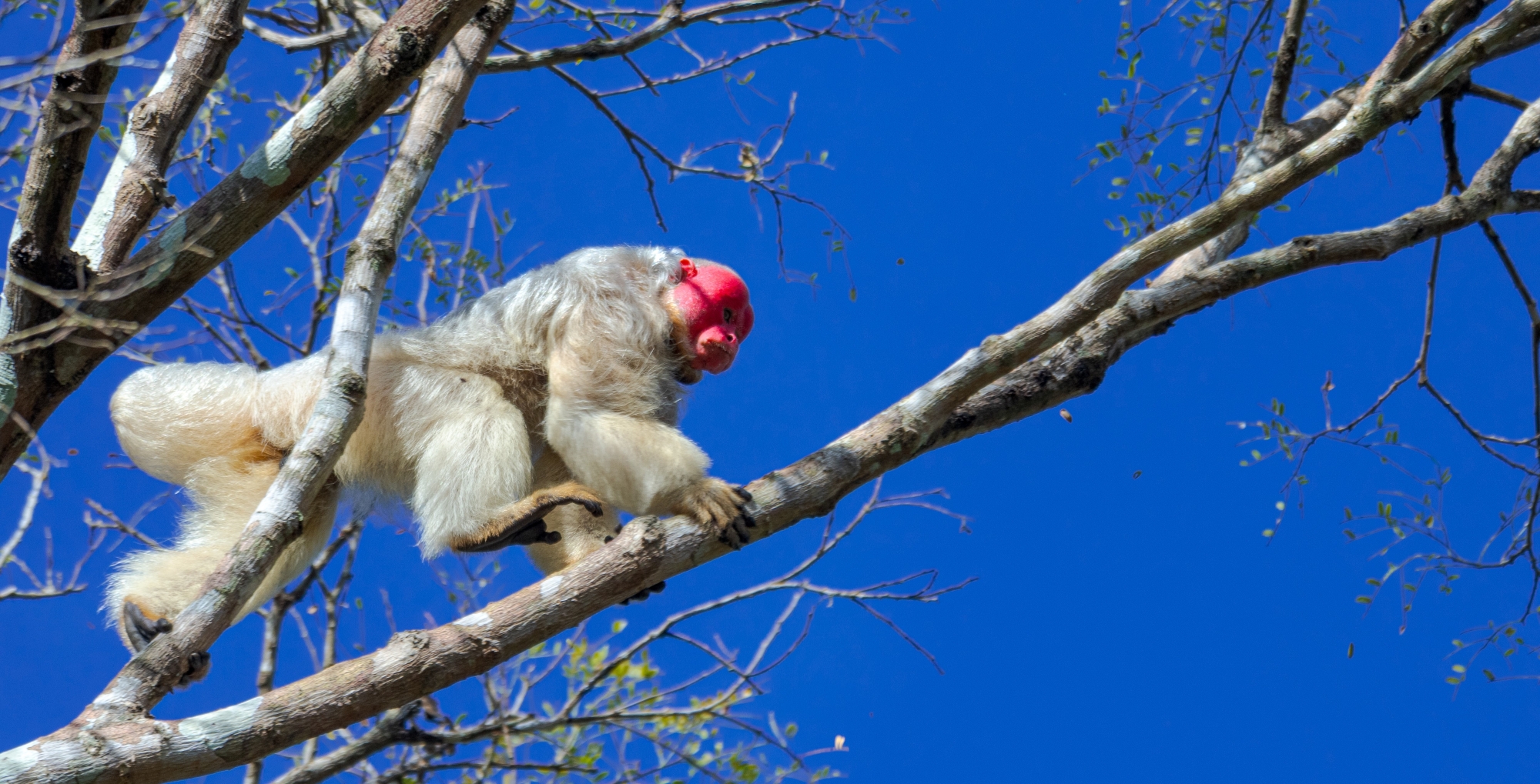 Declaração de Mamirauá