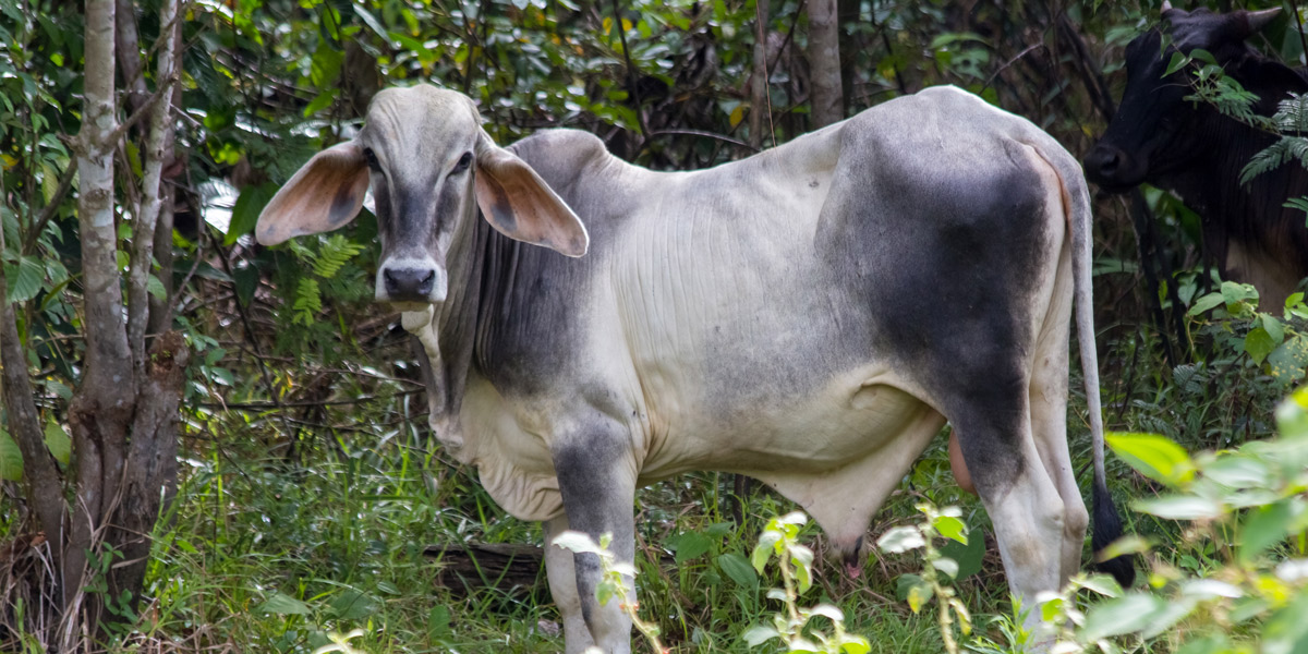 É possÃ­vel criar gado de modo sustentável na Amazônia? Especialistas respondem