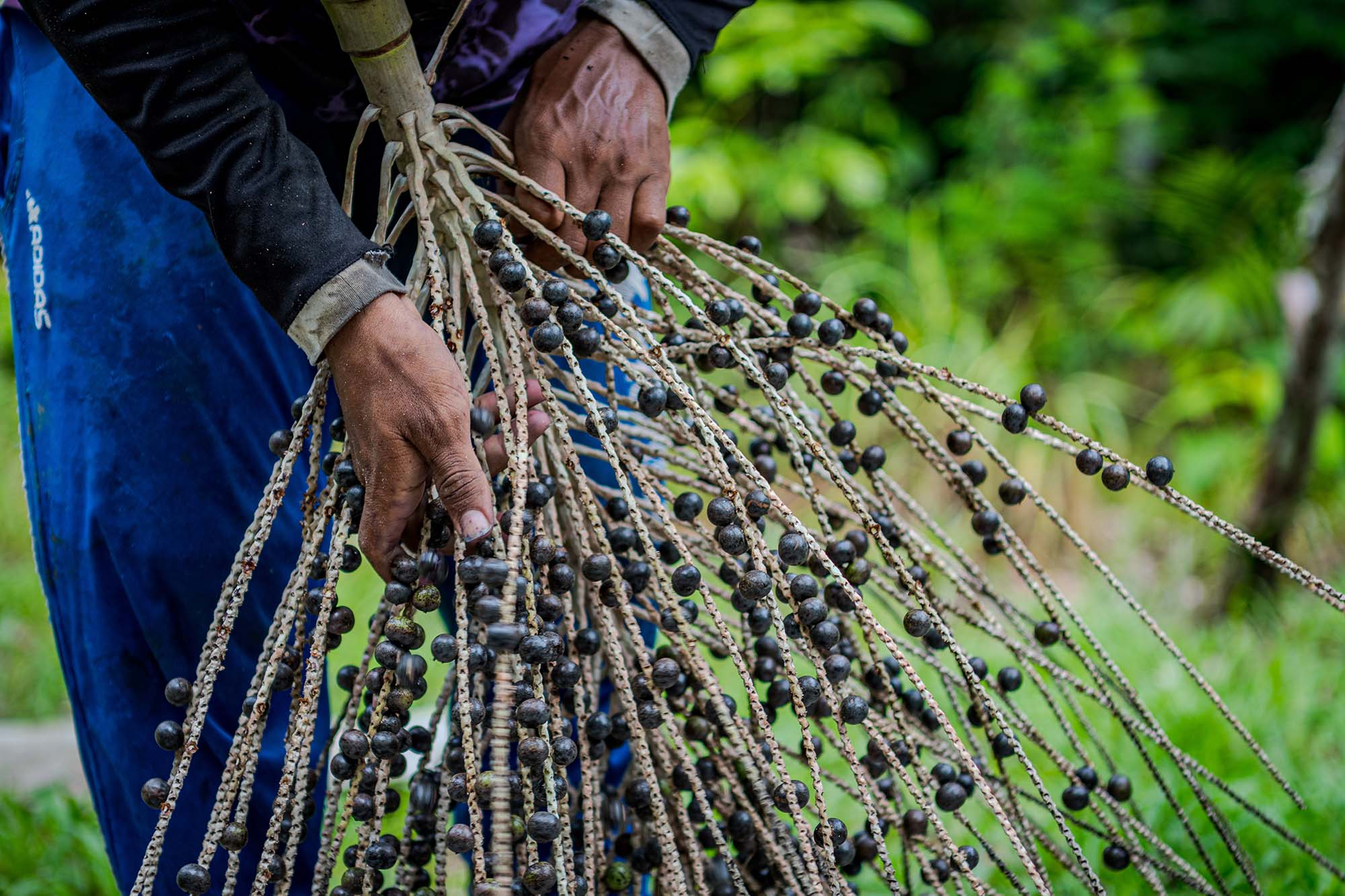 Instituto Mamirauá e Asprorios promovem práticas agroecológicas, através de sistemas de manejo de açaizais nativos, consorciados com andiroba e pracaxi.   