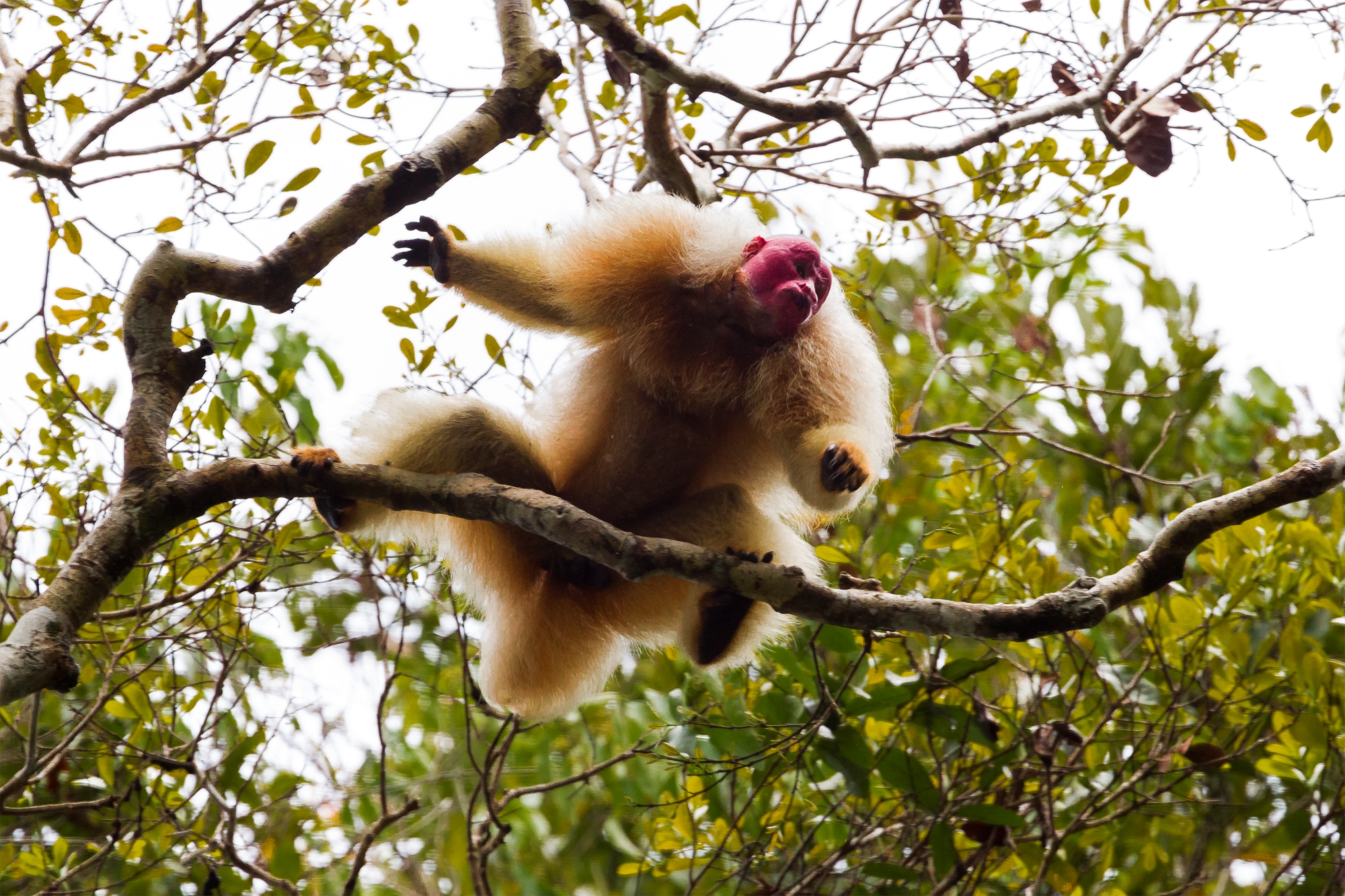 Pesquisa inédita compara o genoma de 239 espécies de primatas. Objetivo é combater doenças que atingem os humanos