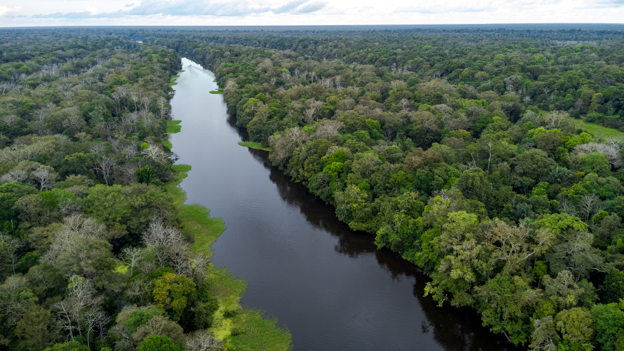 Pesquisadores do Instituto Mamirauá descobrem duas novas espécies de inseto na Amazônia