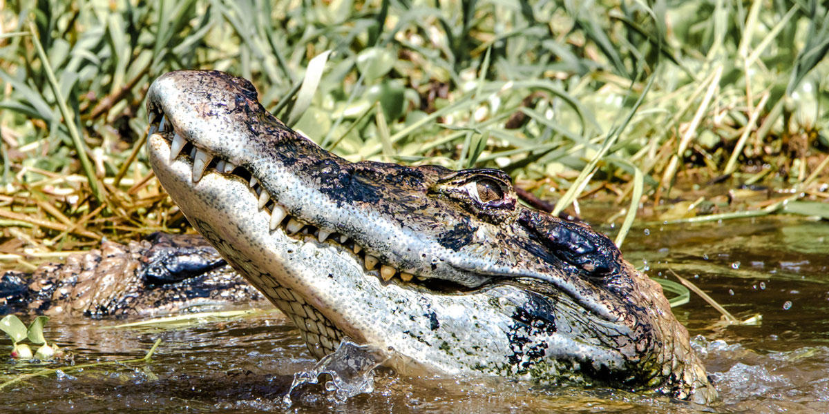 Três diferenças entre crocodilos e jacarés