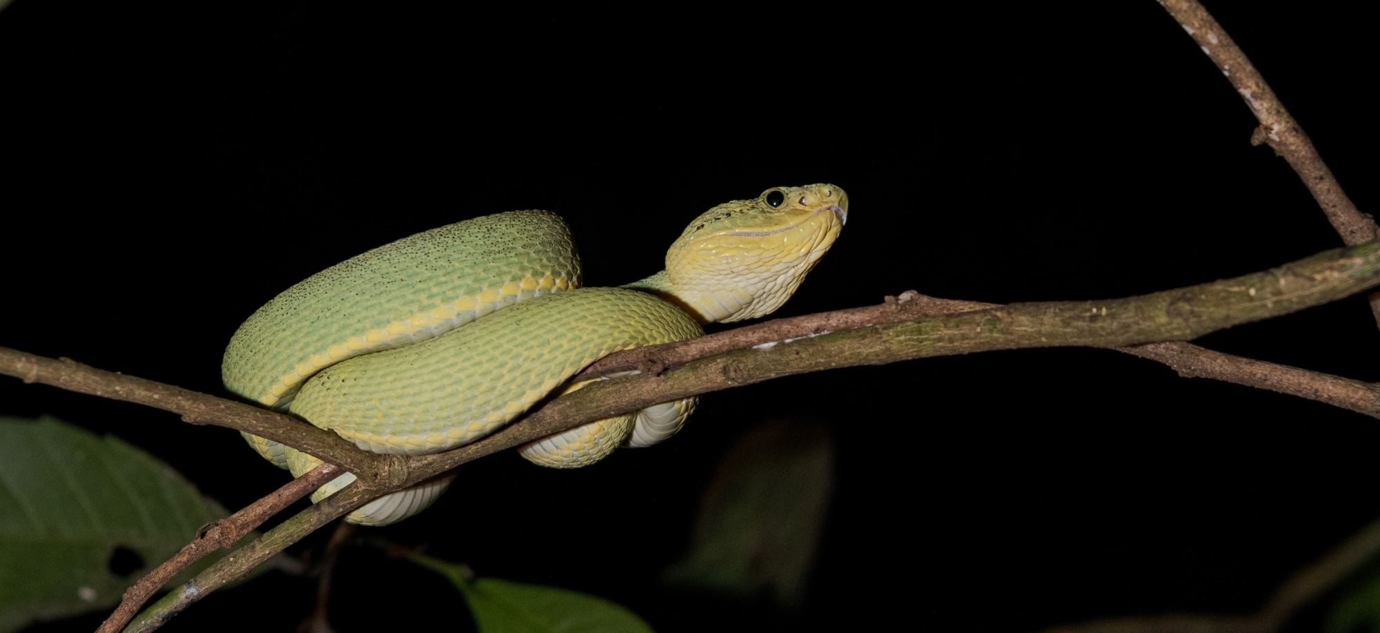 Pela primeira vez, maior evento de herpetologia do Brasil será sediado no Amazonas