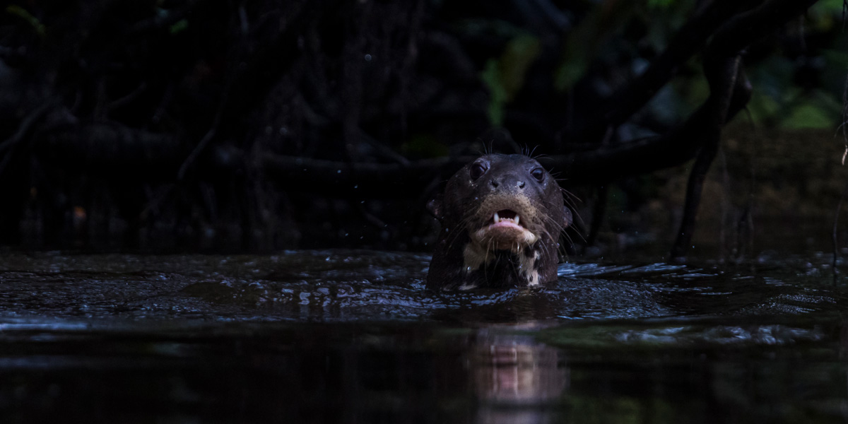 Após morte de filhote resgatado, pesquisador alerta sobre ameaças às ariranhas na Amazônia