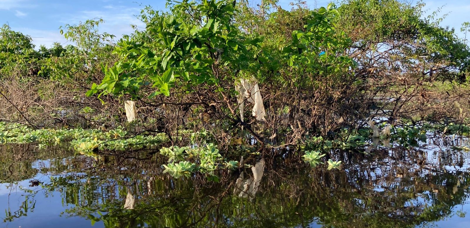 Estudo da Fiocruz Amazônia e Instituto Mamirauá aponta extensa e preocupante contaminação por plásticos na Amazônia 