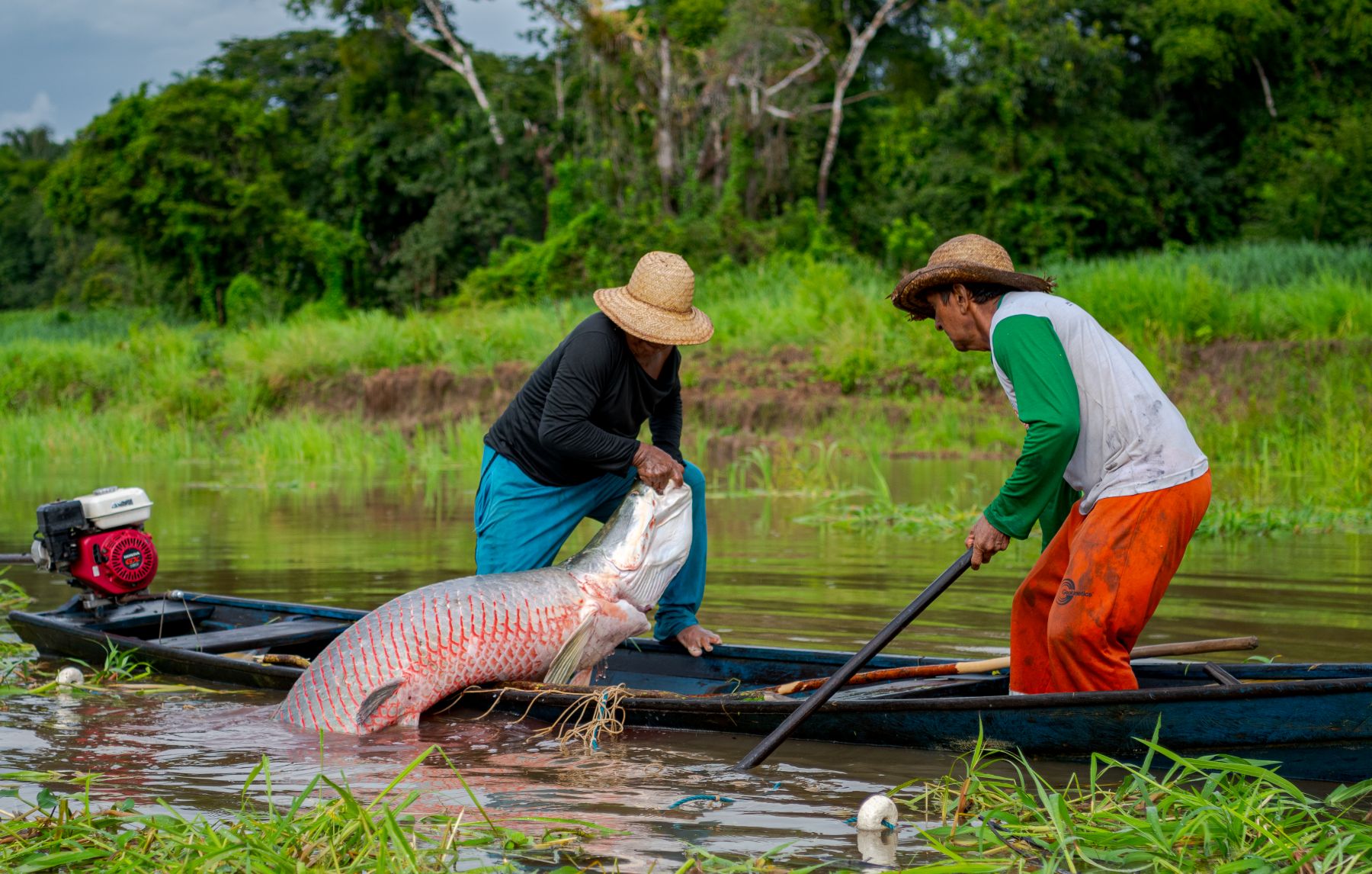 Jovem pesquisador da Amazônia conquista prêmio nacional por estudo sobre manejo sustentável do pirarucu