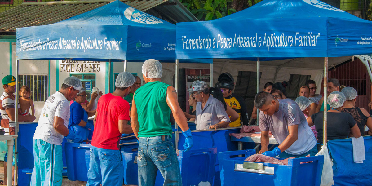 Em Tefé, 15º Feira do Pirarucu Manejado terá 100 peixes à venda neste fim de semana 