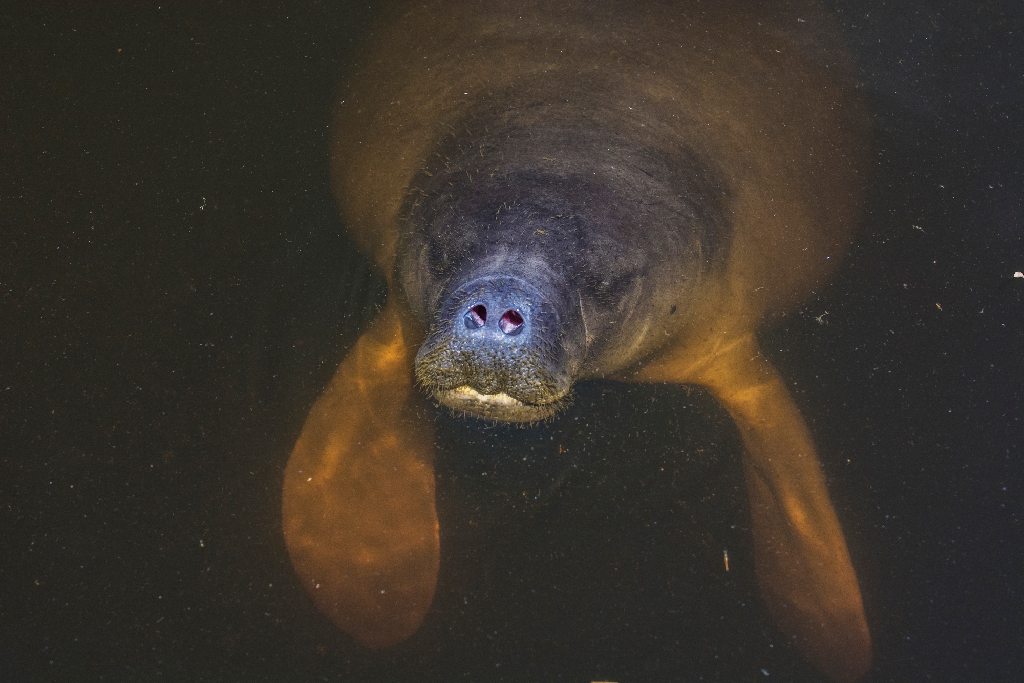 Pesquisadores desenvolvem inteligência artificial para auxiliar na conservação do peixe-boi em áreas de difícil acesso da Amazônia