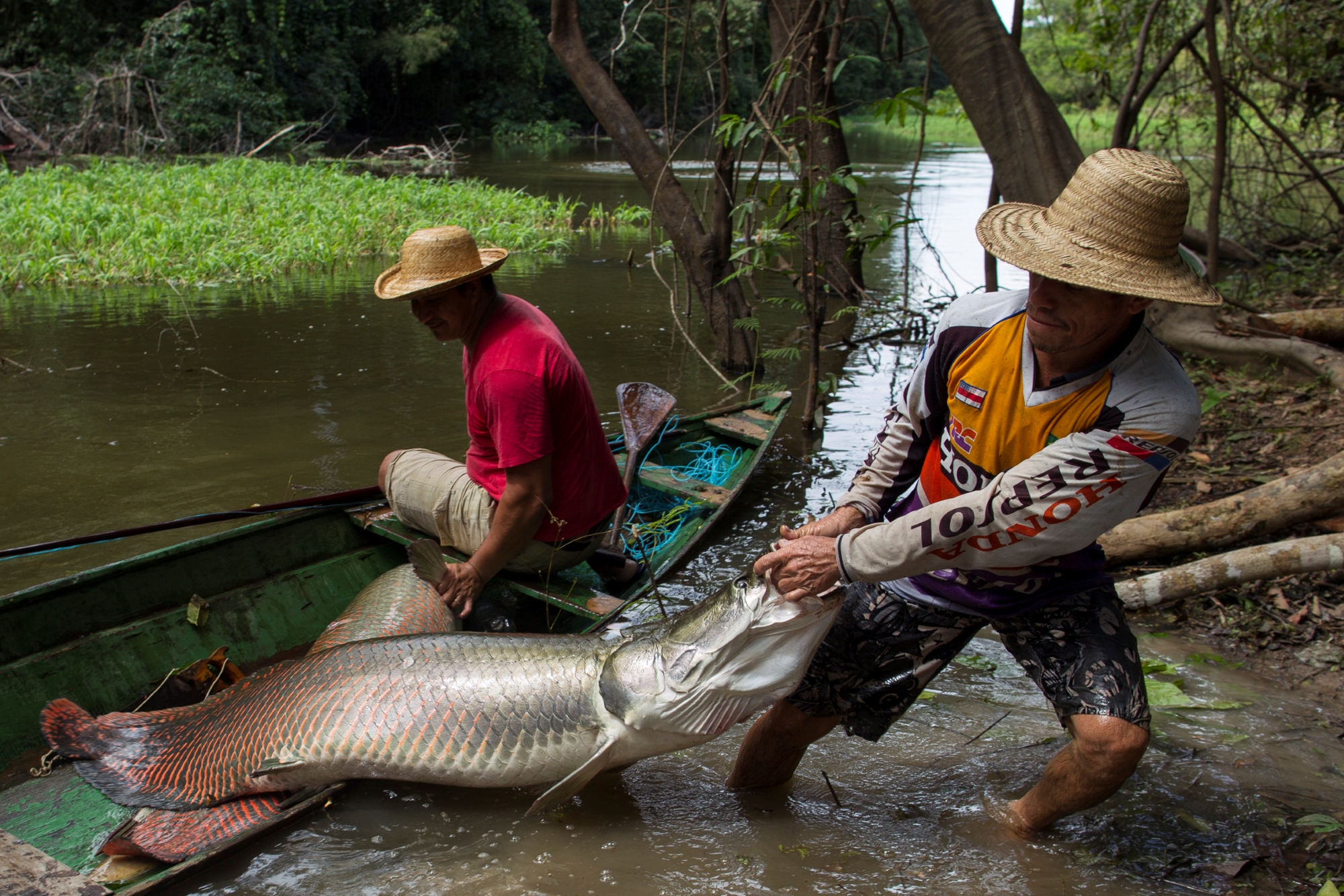 Seca no Amazonas provoca o cancelamento da Feira de Pirarucu Manejado