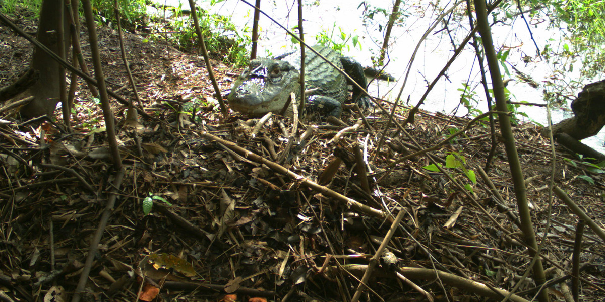 Armadilhas fotográficas são usadas para monitorar predadores e comportamento de jacarés na Amazônia