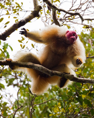 Bichos da mata/Macaco Uacari-branco - Wikilivros