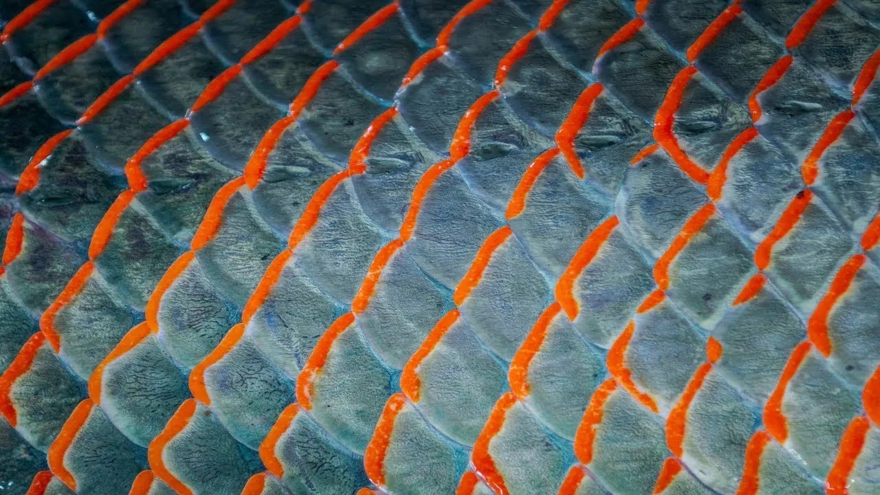 Pirarucu Orgânico