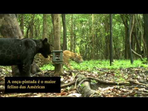 Na Amazônia, armadilhas fotográficas ajudam na conservação da onça-pintada