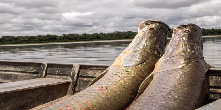 Programa de Manejo de Pesca do Instituto Mamirauá