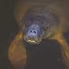 Grupos 0c54ee6d13934046f01567bdcae5890f