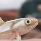 Grupos 3c412b753f73775aa33f9602b7bb8b3e