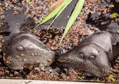 64bbf6763bac0dc6d0eb2caba57051cb 1 400x284