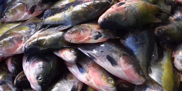 Programa de Manejo de Pesca do Instituto Mamirauá