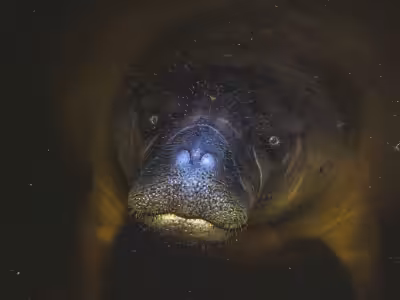 Mamíferos Aquáticos Modelomamifero 1