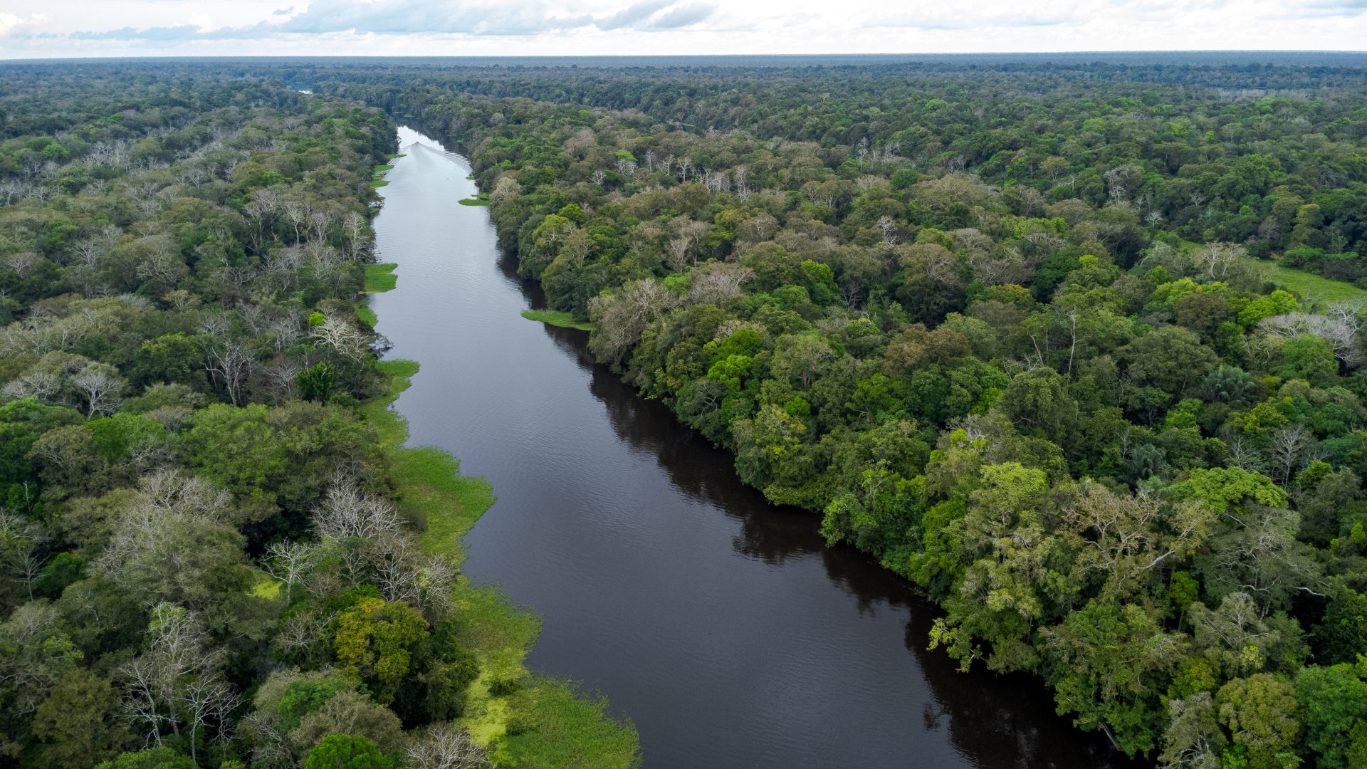 Restauração ecológica de florestas