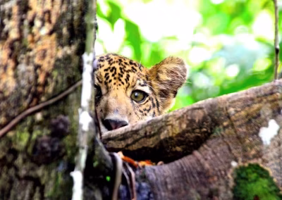 C667c518543c46b857c0fba9a9e04c91 400x284