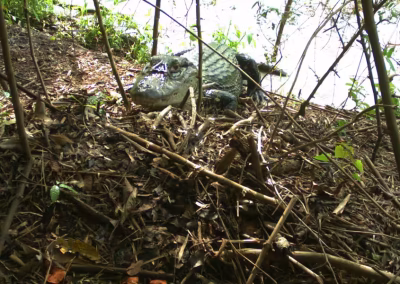 F7abc574737448c98b0afa5e388b2c1b 400x284