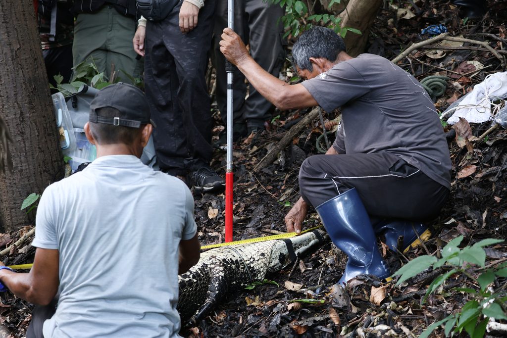 4ª edição do Curso de Multiplicadores em Manejo Comunitário de Jacarés fortalece as estratégias participativas de conservação da biodiversidade internab 11 12