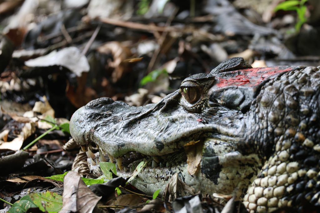 4ª edição do Curso de Multiplicadores em Manejo Comunitário de Jacarés fortalece as estratégias participativas de conservação da biodiversidade internad 11 12