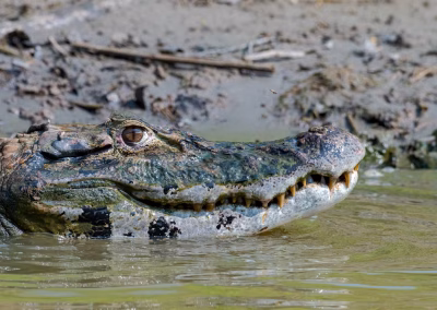 85589f27e6471925ee6049b8060baf84 1