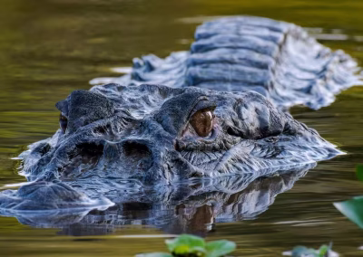 a43fb2b3a45bc0b9b824ac93ccee6704