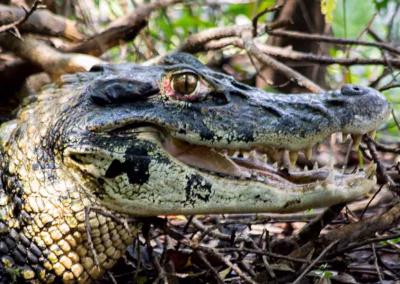 b7d44399dec663ccdaa408e9c2771381