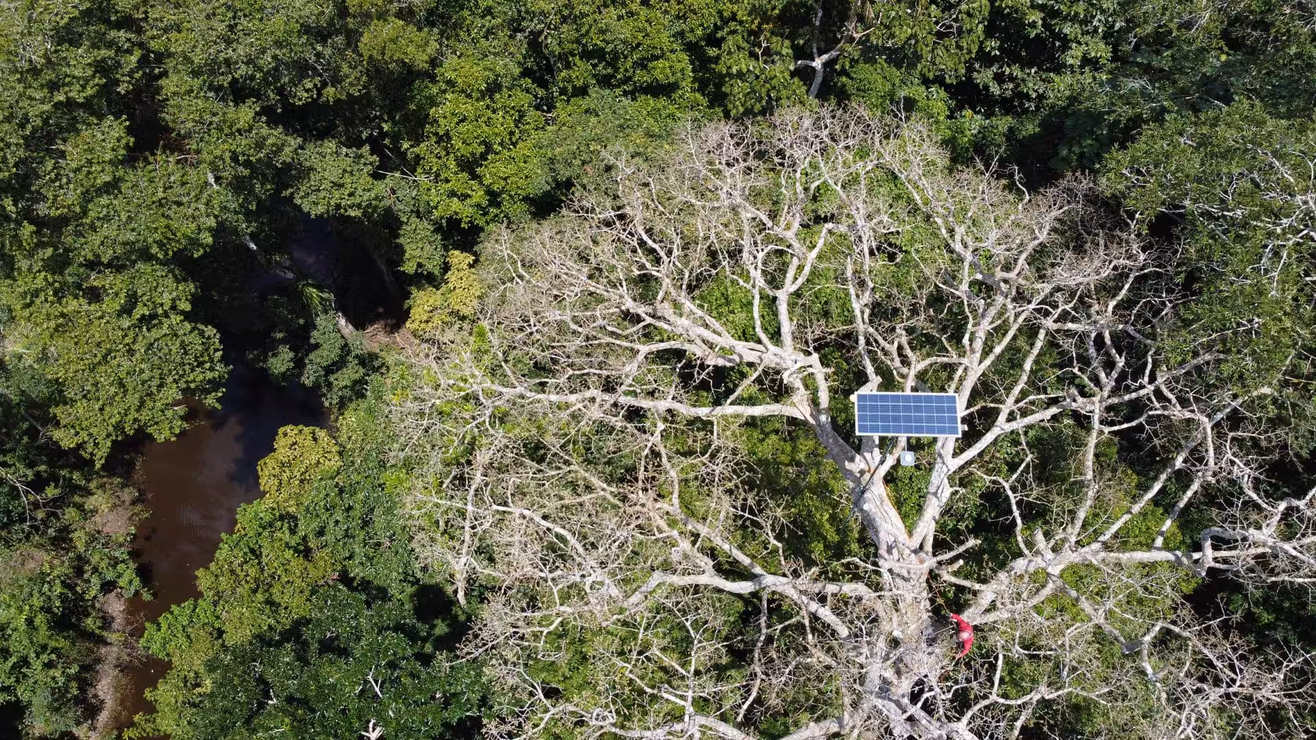 Uma Década de Cooperação Científica Internacional para Monitorar a Biodiversidade na Amazônia dcim100mediadji 0346.jpg