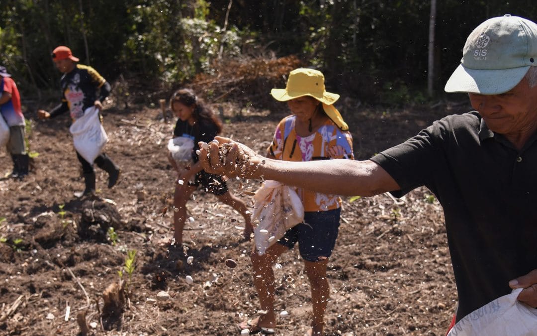 Muvuca de sementes: técnica ancestral alia saber tradicional e ciência no Amazonas 