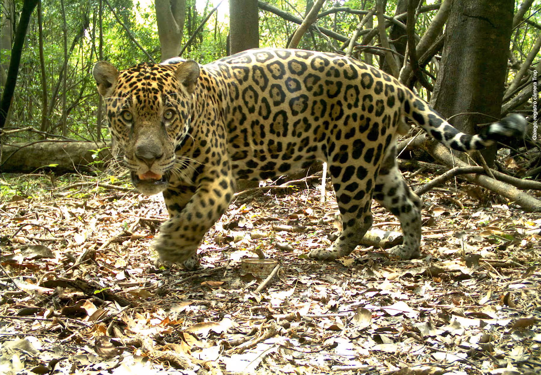 12 2016 galego, registro camera trap credito gp felinos instituto mamirauá.jpg