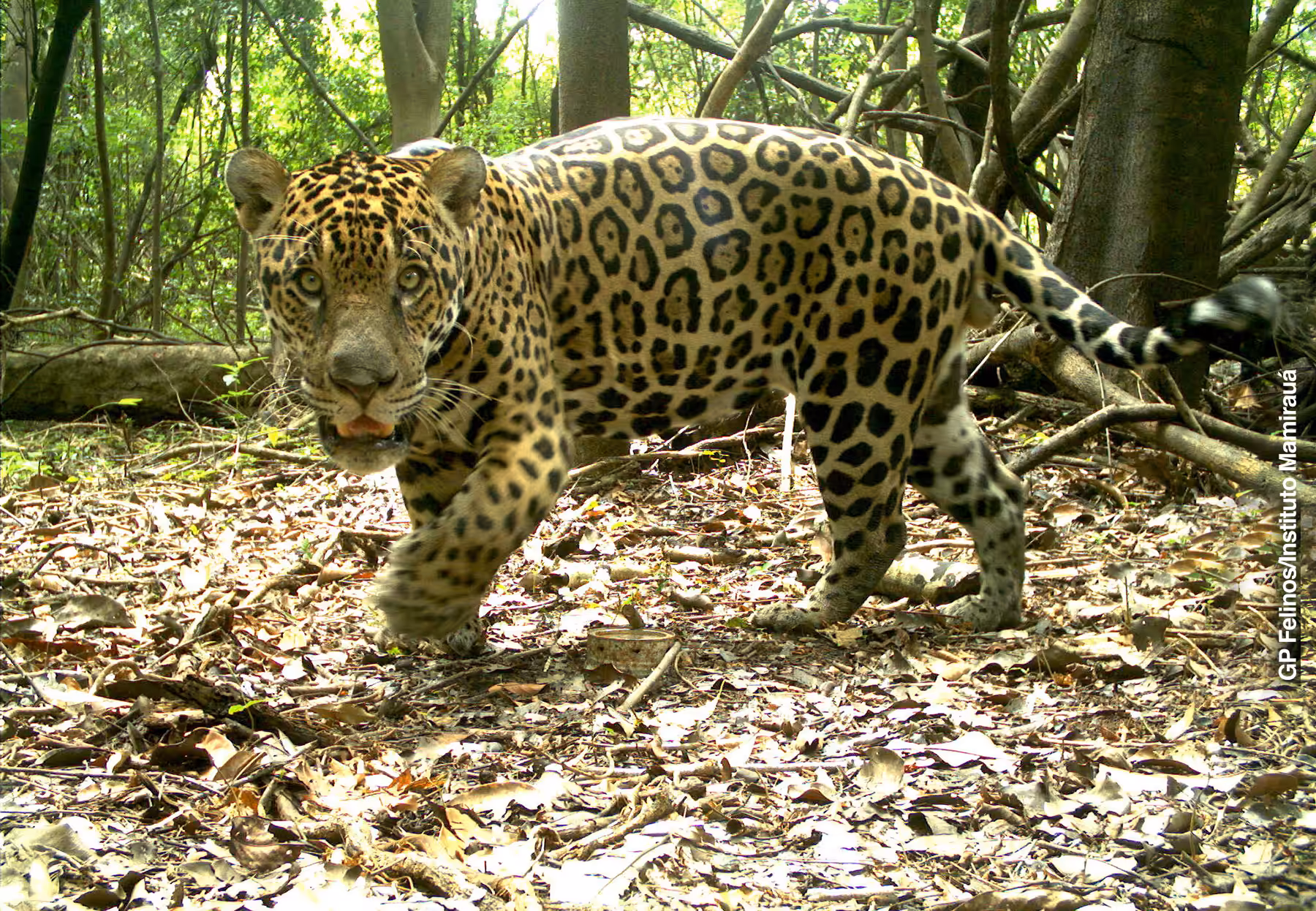 Alta densidade de onças nas florestas inundáveis da Amazônia pode mascarar mudanças críticas na população 12 2016 galego, registro camera trap credito gp felinos instituto mamirauá.jpg