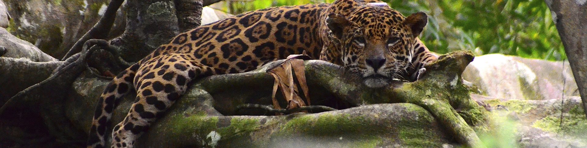 Alta densidade de onças nas florestas inundáveis da Amazônia pode mascarar mudanças críticas na população