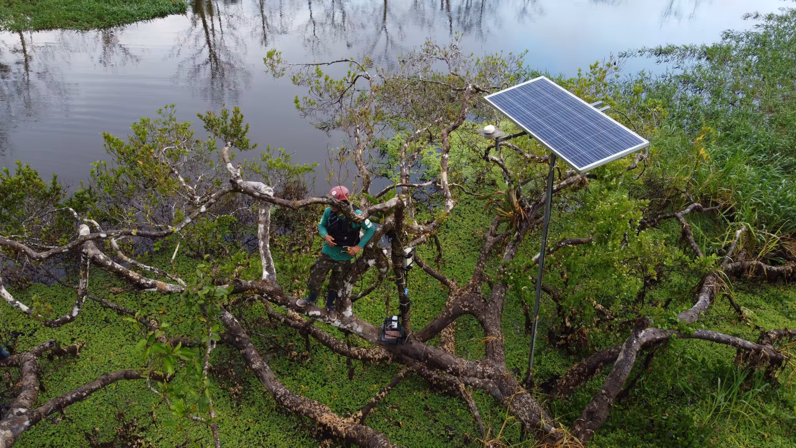 Pesquisador sobre galhos em área alagada coberta por vegetação flutuante, ao lado de um painel solar.