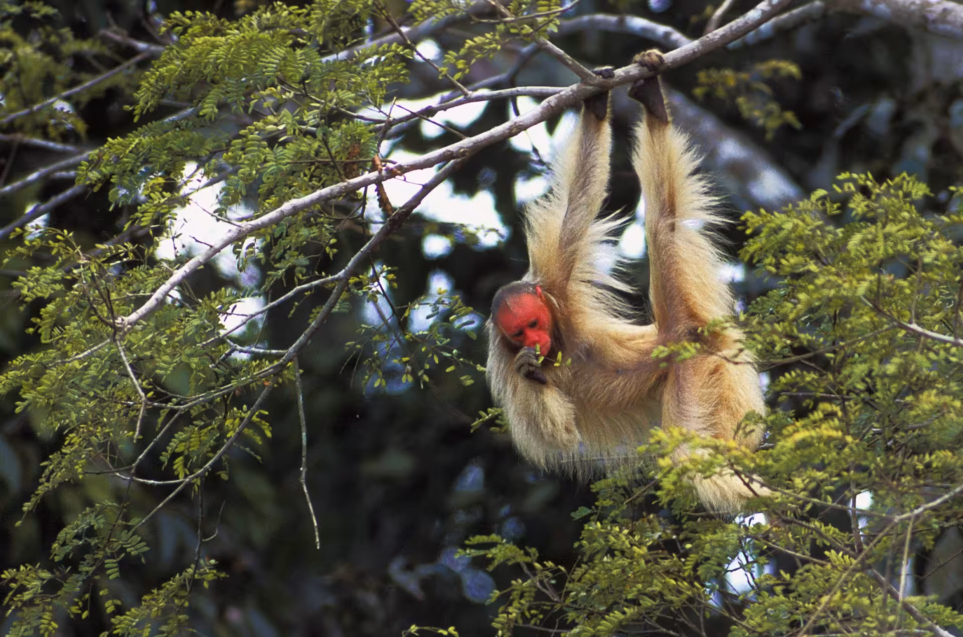 Uacari com face vermelha alimentando-se em um galho na floresta amazônica